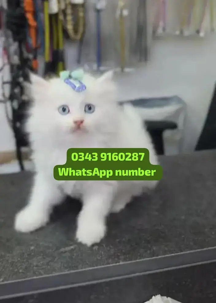 ( Persian Female Kitten ) For sale Contact WhatsApp — photo 2