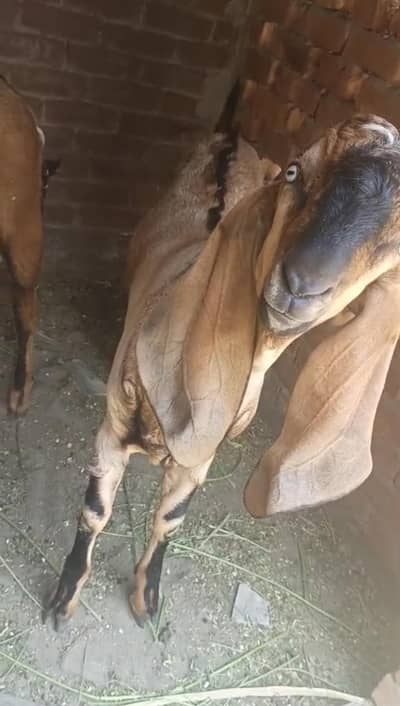 0316+43+69+660+ناگرا بیتل نسل