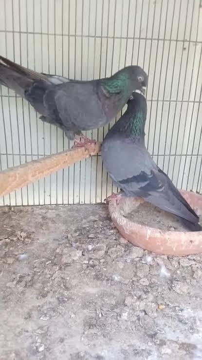 pigeons 0