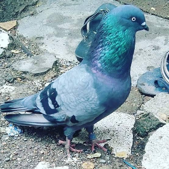 pigeons 1