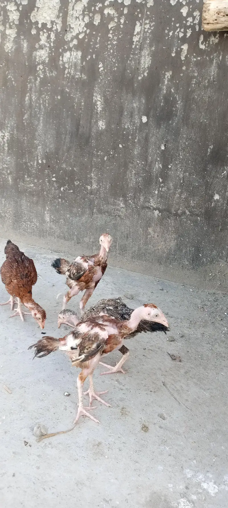 all for sale best price contact — photo 11