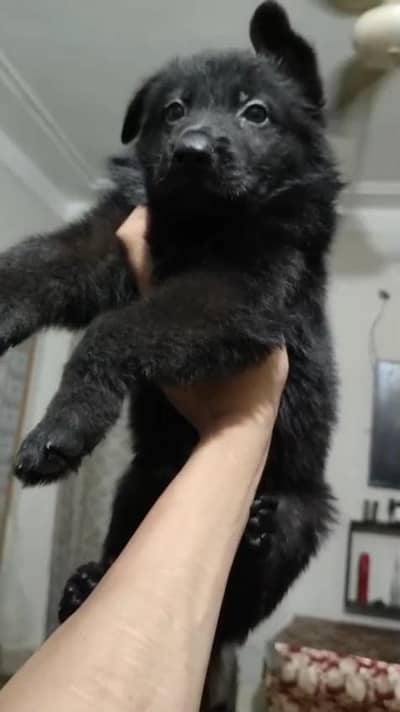black German shepherd male or female top quality