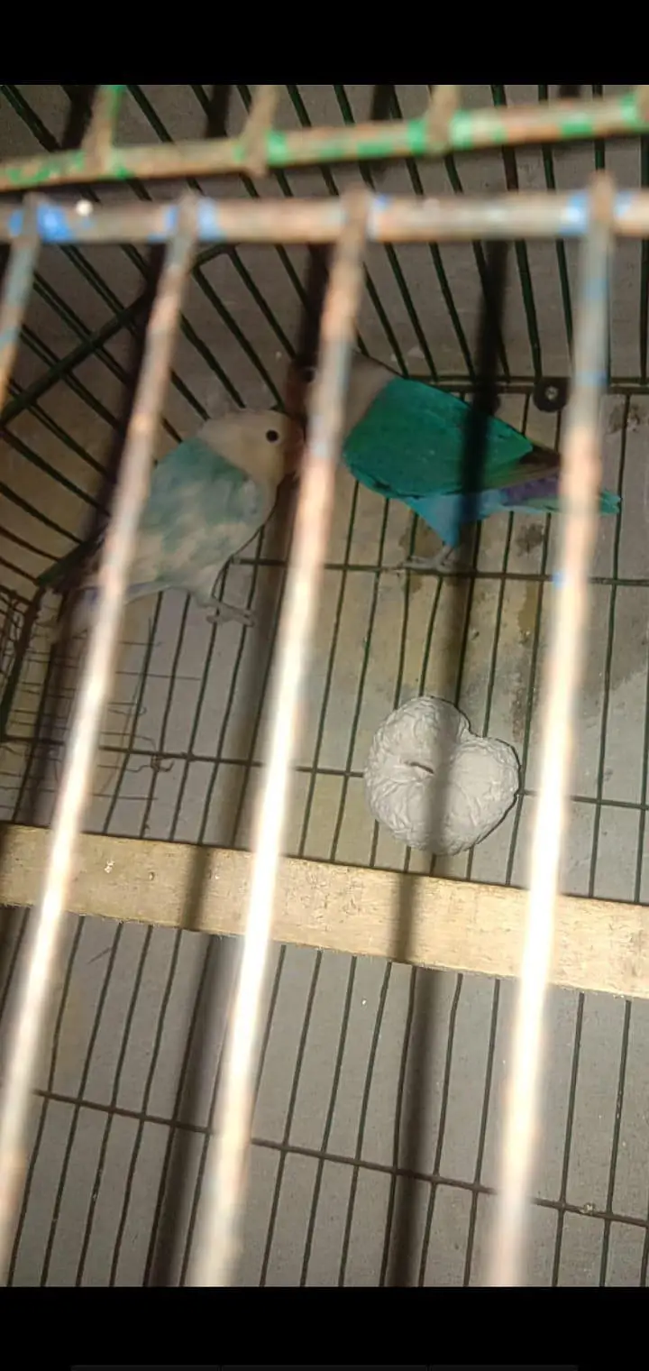 parrot lover birds — photo 2