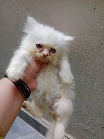 persian kittens 45 days