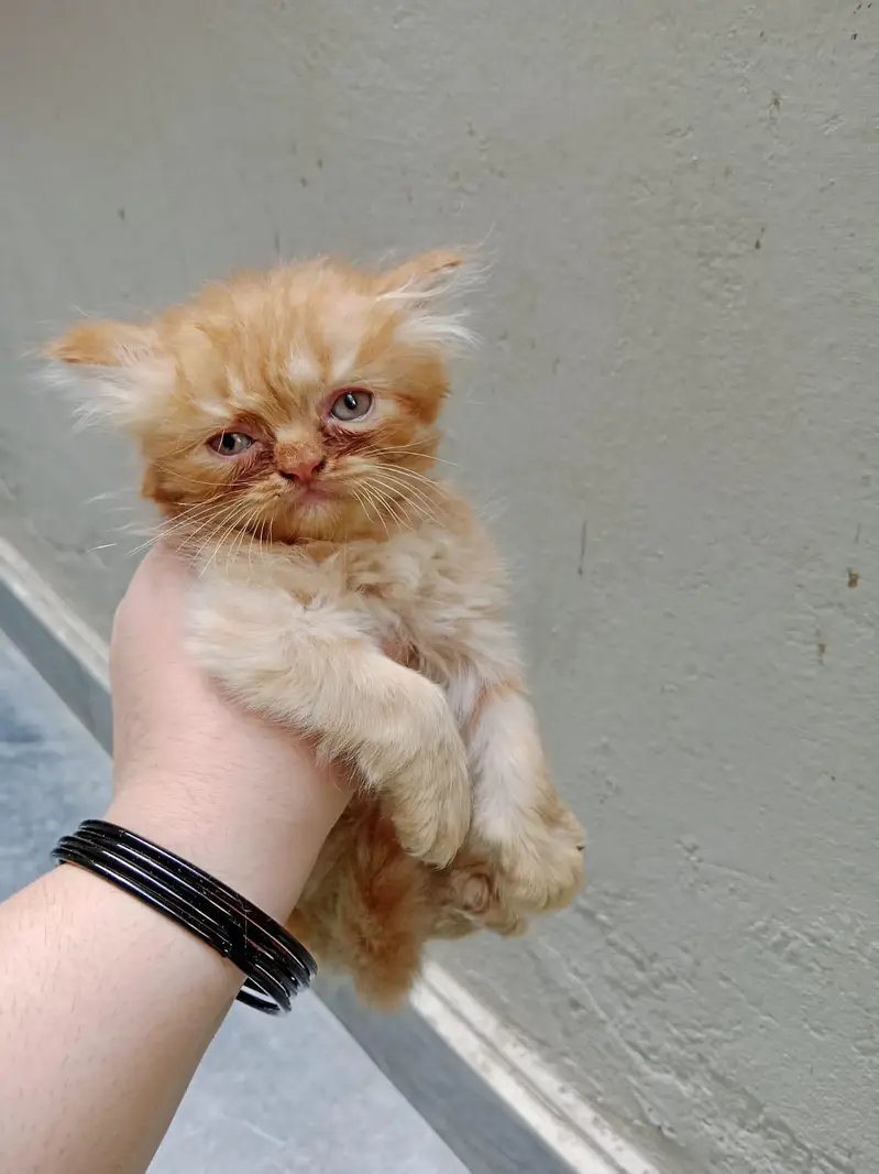 persian kittens 45 days — photo 2