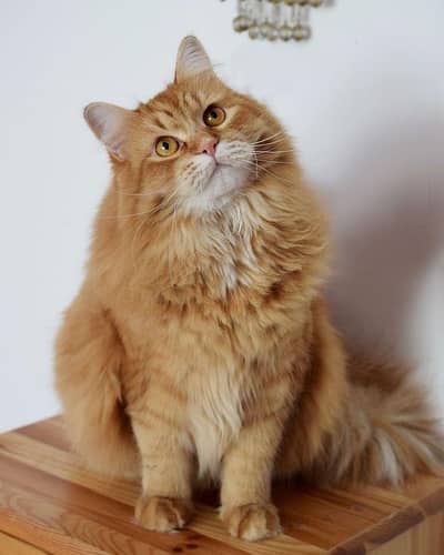 cat For sale