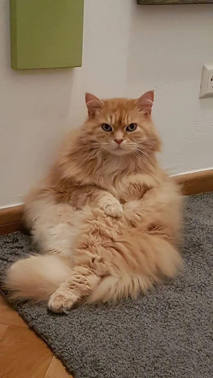 cat For sale — photo 2