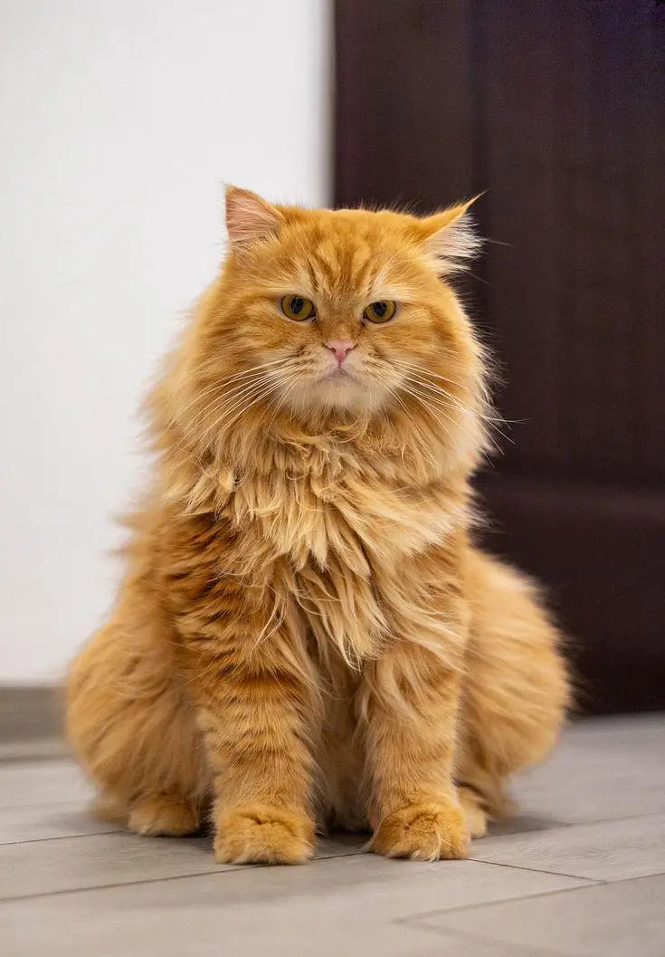 cat For sale — photo 4
