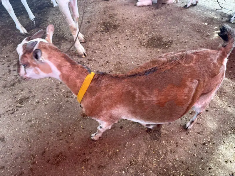 gulabi breeder male barey wajood ma hai video available — photo 3