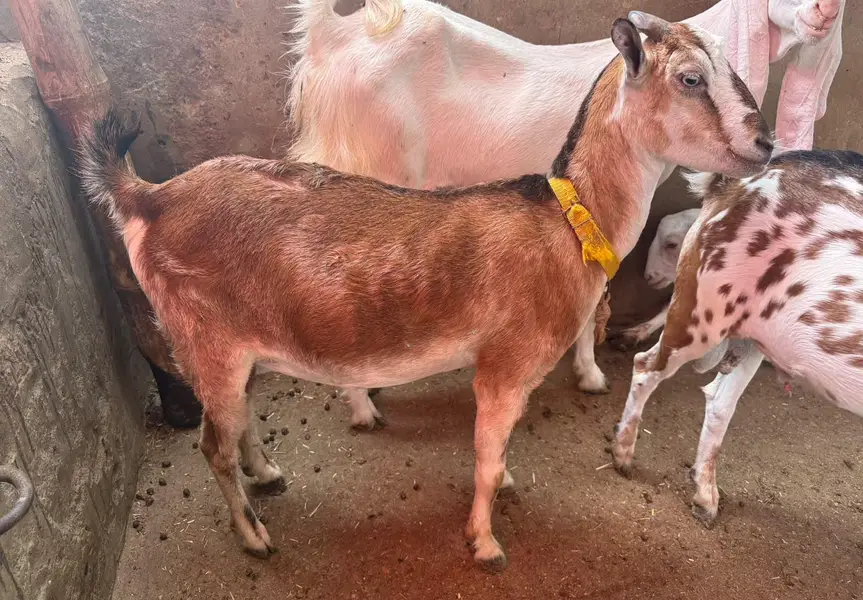 gulabi breeder male barey wajood ma hai video available — photo 4