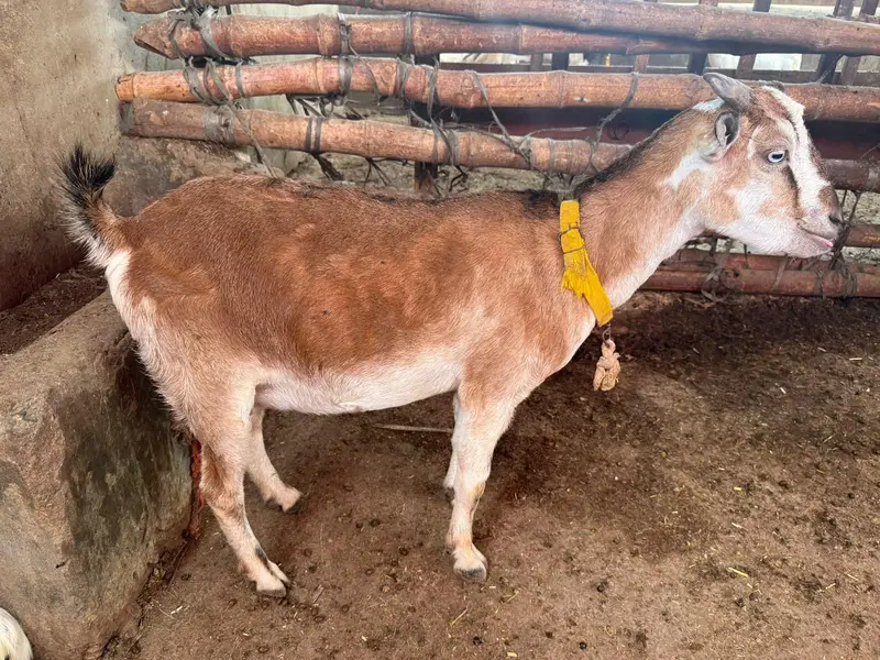 gulabi breeder male barey wajood ma hai video available — photo 5