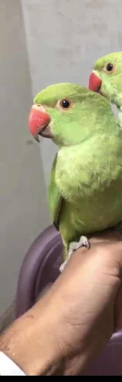 active parrot 4.5 month