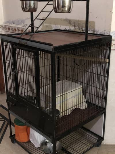 Gray parrot & Raw parrot cage for sale.