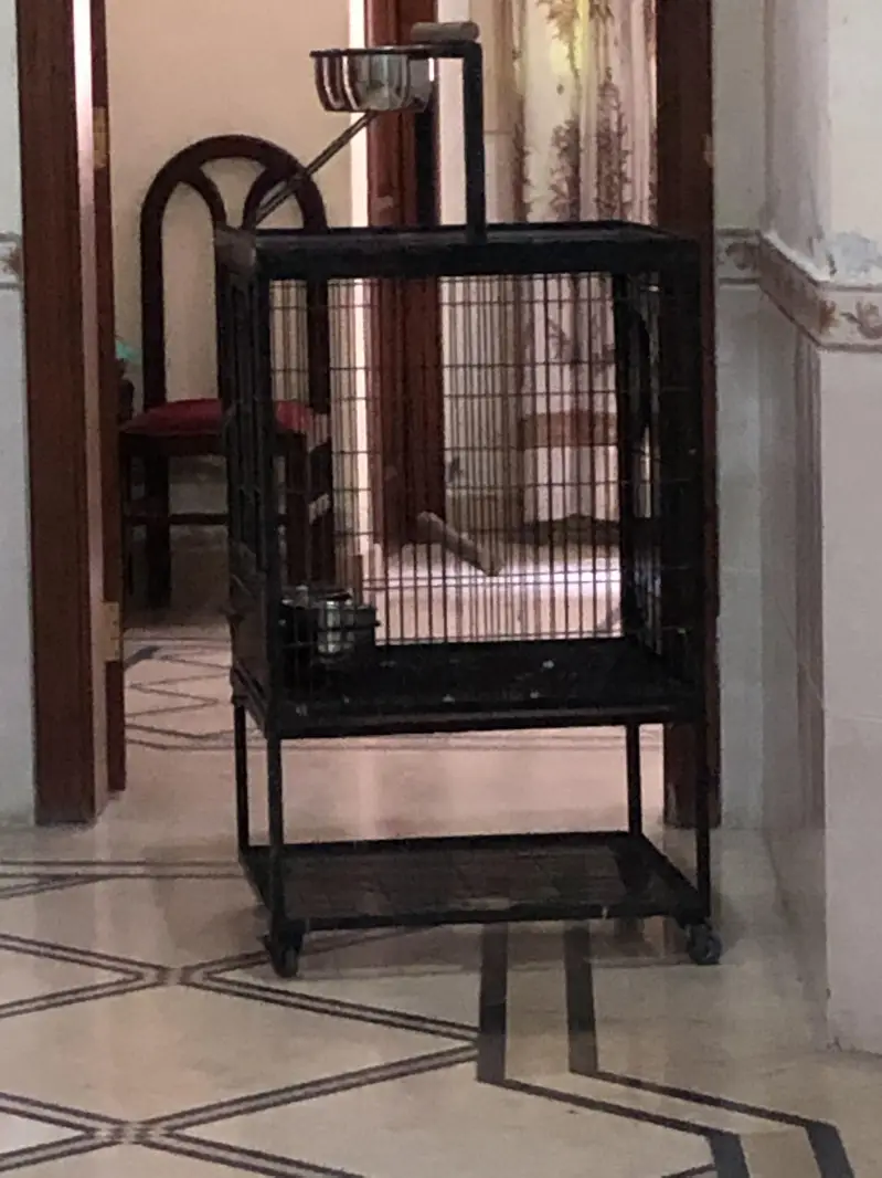 Gray parrot & Raw parrot cage for sale. — photo 2