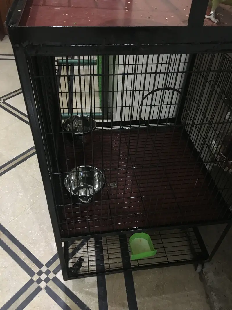 Gray parrot & Raw parrot cage for sale. — photo 3