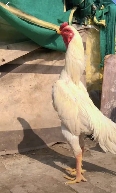 White shamoo healthy active