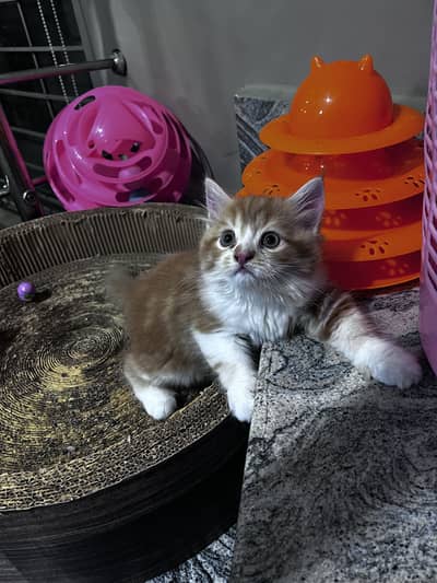 Persian kittens (both male) extremely friendly and litter trained