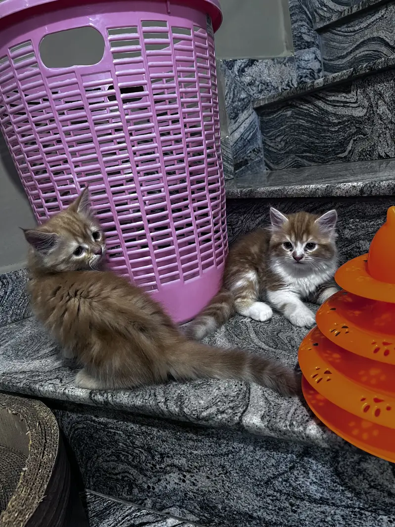 Persian kittens (both male) extremely friendly and litter trained — photo 2