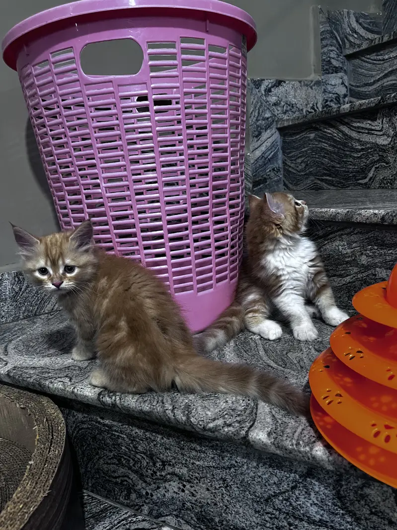 Persian kittens (both male) extremely friendly and litter trained — photo 3