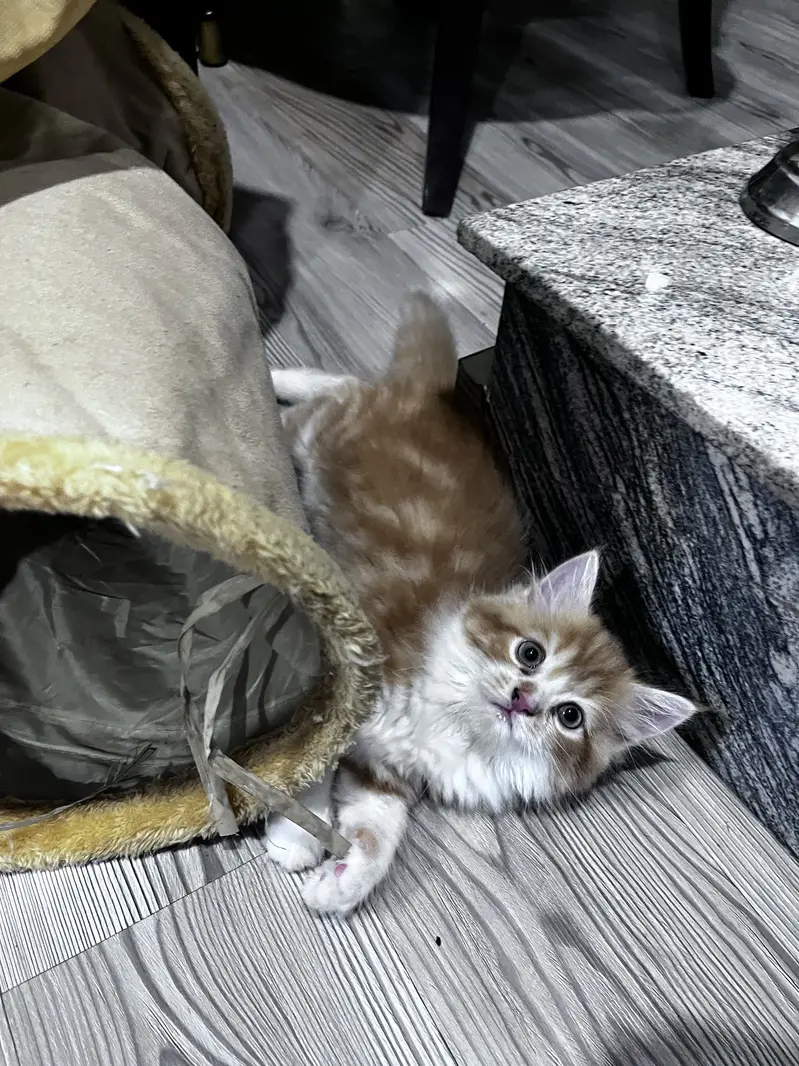 Persian kittens (both male) extremely friendly and litter trained — photo 4