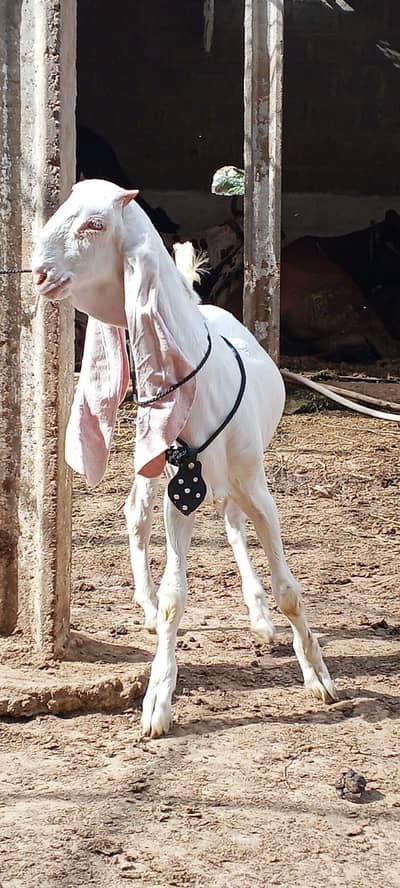 High quality Gulabi Bacha