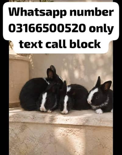beautiful breeder rabbits 4 hain total achi cheez hai super friendly