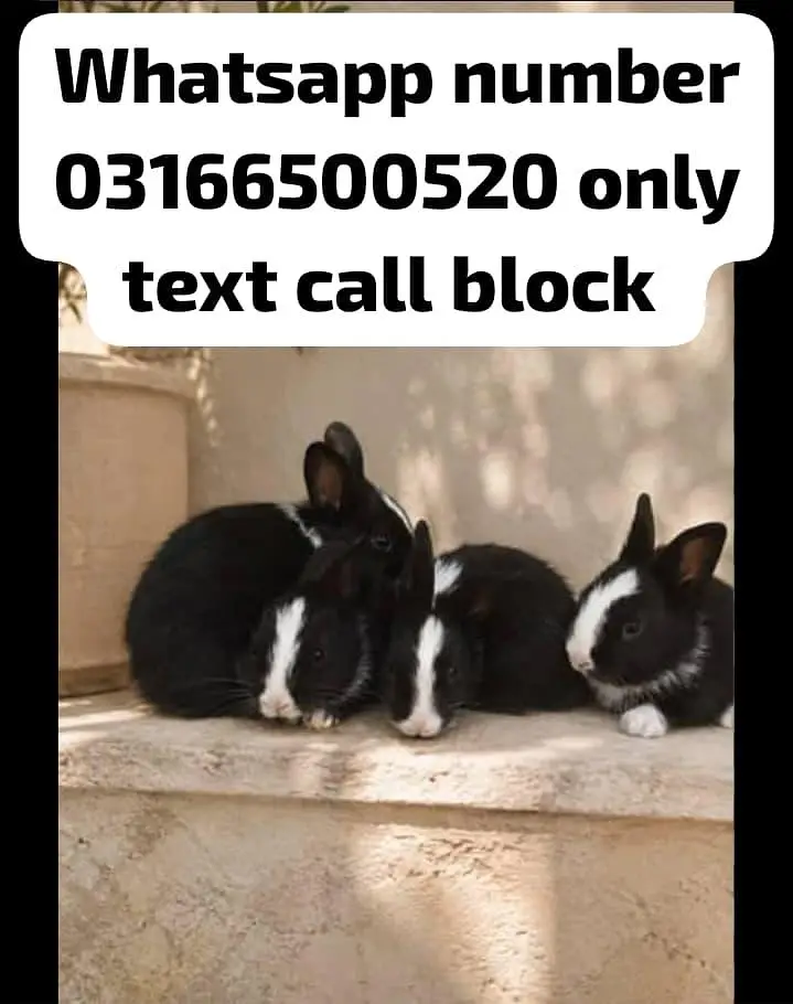 beautiful breeder rabbits 4 hain total achi cheez hai super friendly