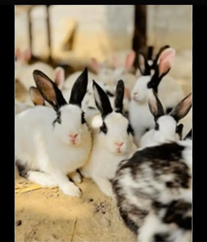 beautiful breeder rabbits 4 hain total achi cheez hai super friendly — photo 4