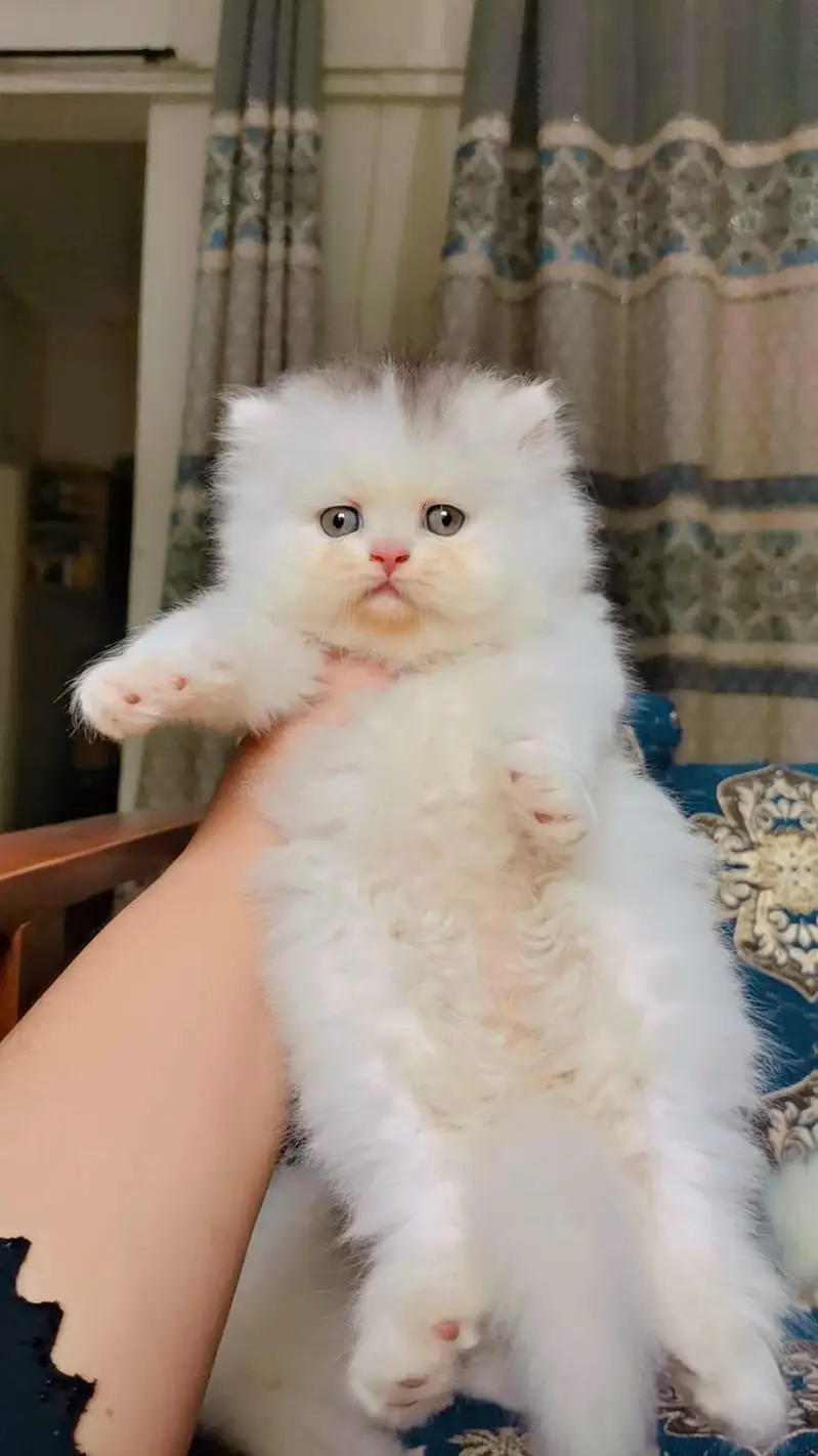 Pure Persian punch faces — photo 2