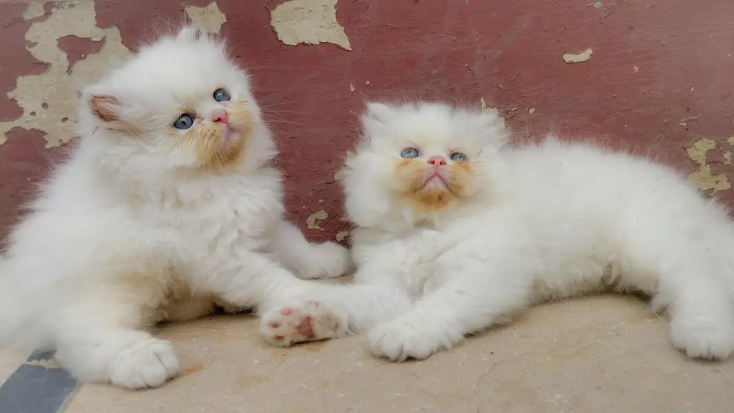 Pure Persian punch faces — photo 5