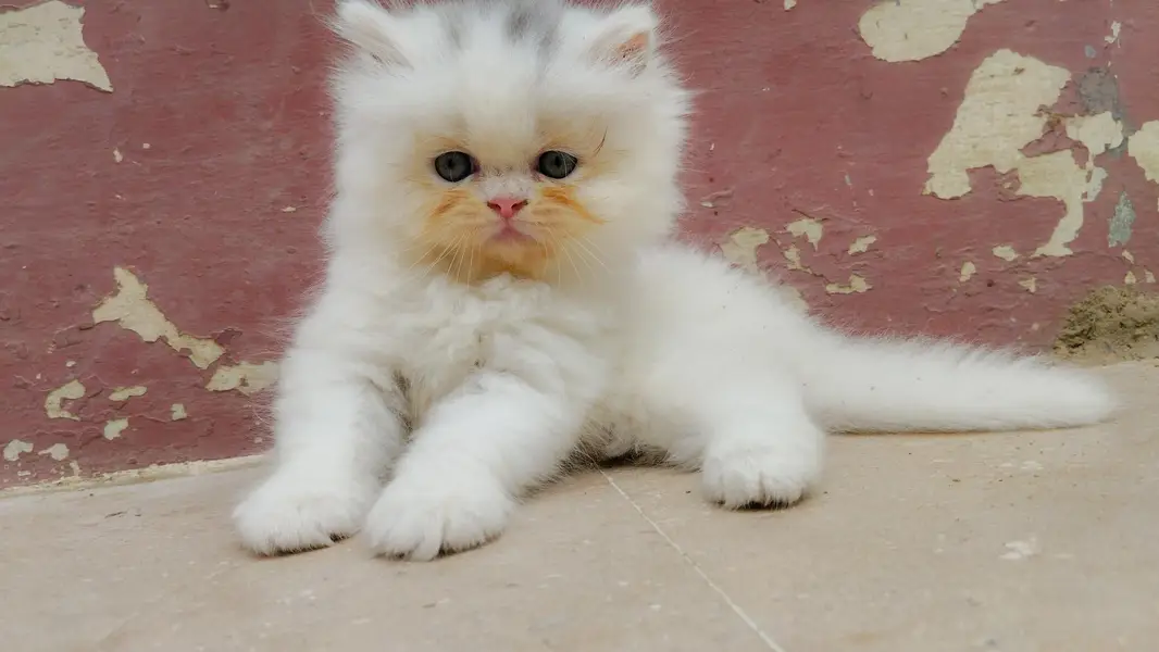 Pure Persian punch faces — photo 6