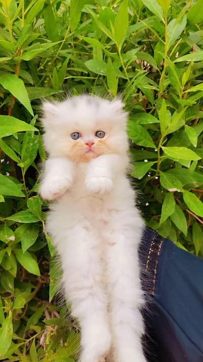 Pure Persian punch faces
