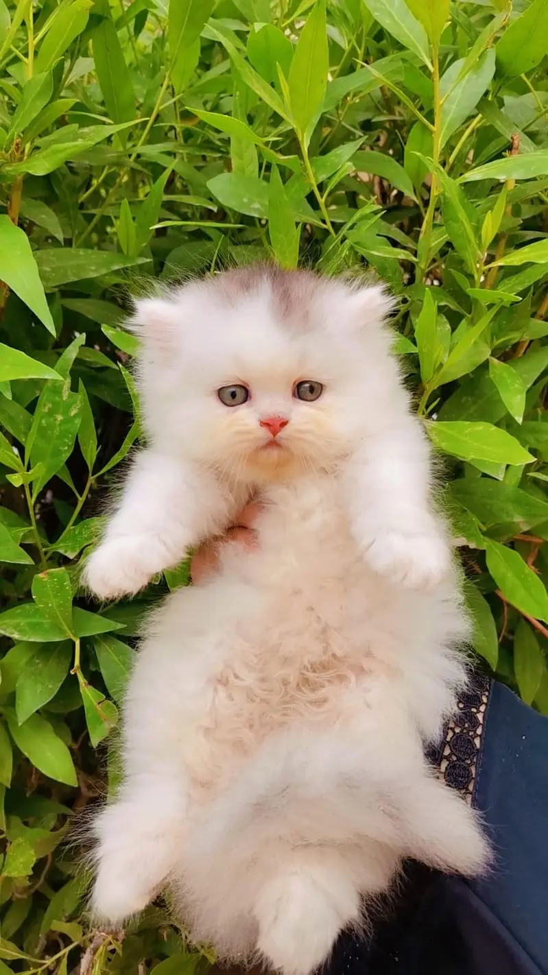 Pure Persian punch faces — photo 7