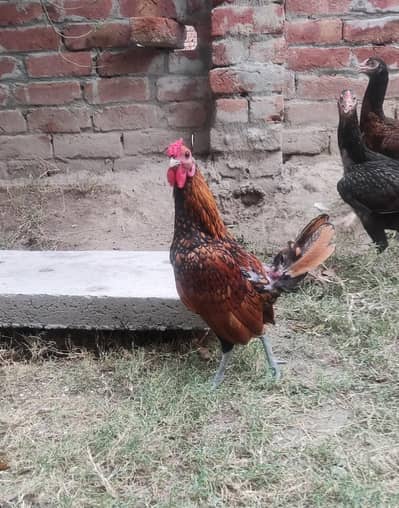 Golden Sebright Bantom Pure