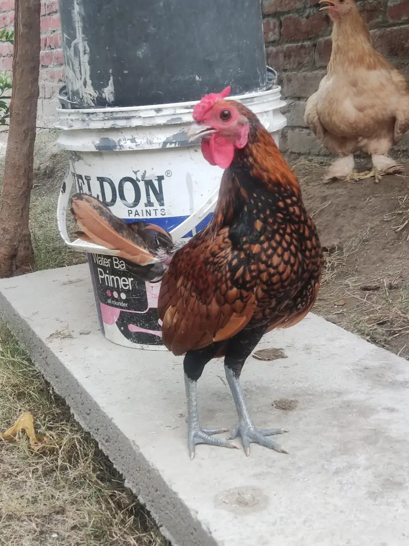 Golden Sebright Bantom Pure — photo 2