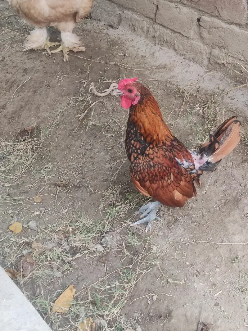 Golden Sebright Bantom Pure — photo 3