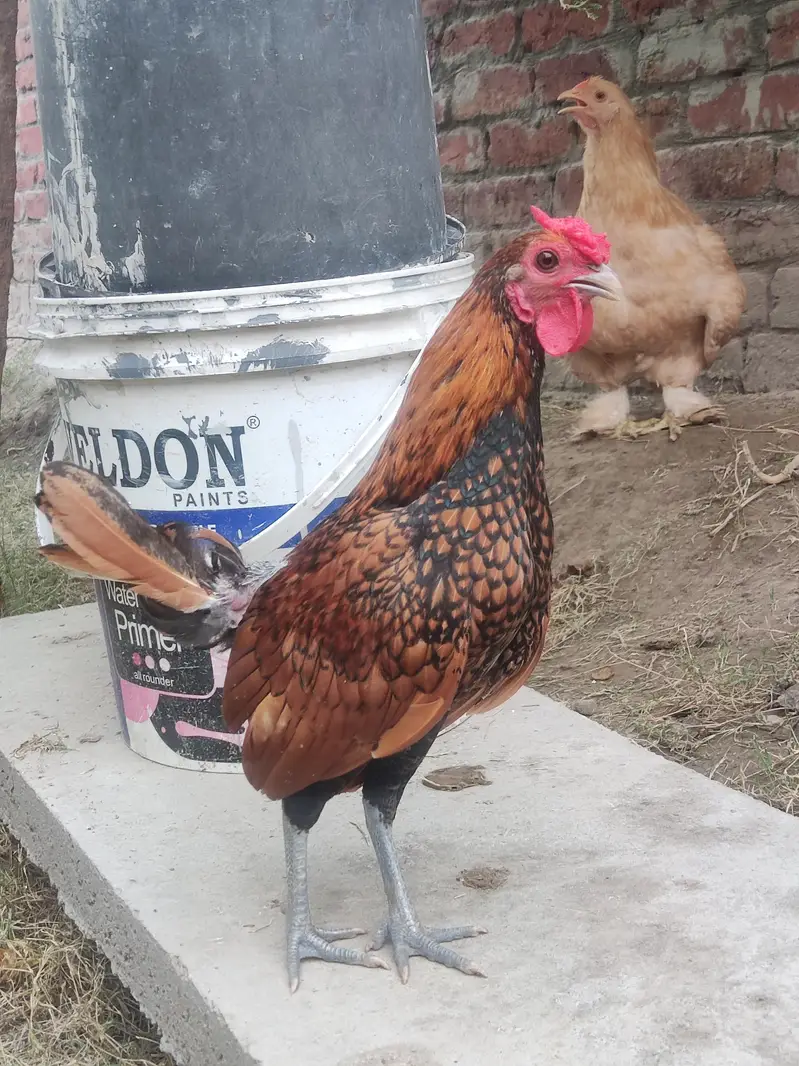 Golden Sebright Bantom Pure — photo 4