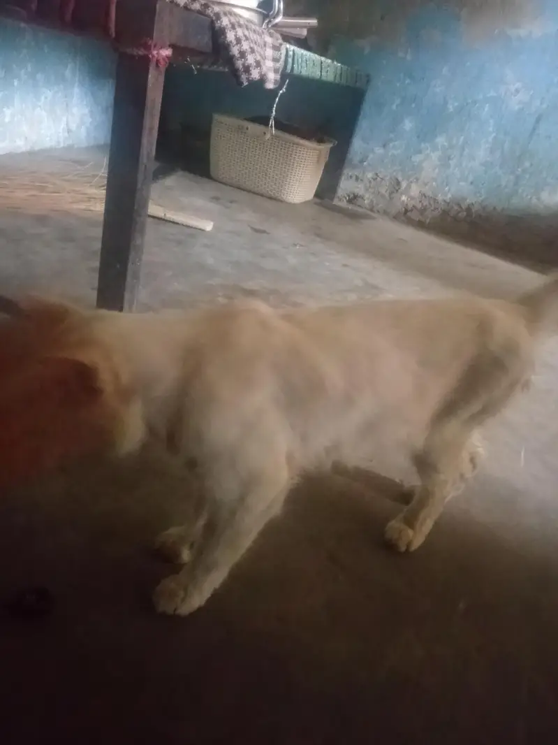 aliansar — photo 2