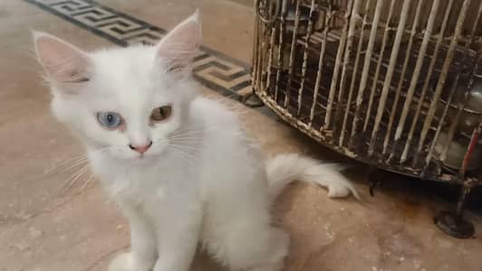 Persian kittens