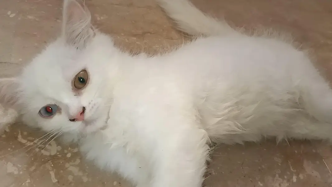 Persian kittens — photo 2