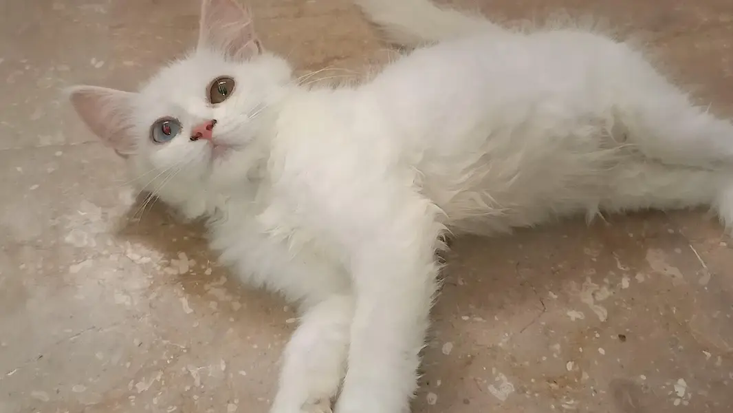Persian kittens — photo 3