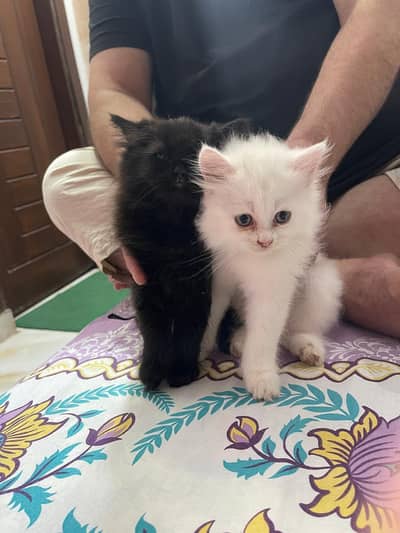 cat baby sell