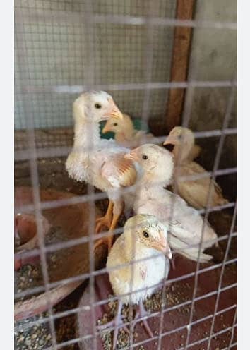 Aseel ka incubator wala choza border ne pala hua feed khane wala
