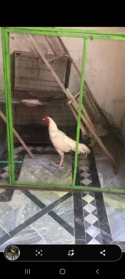 White aseel murga