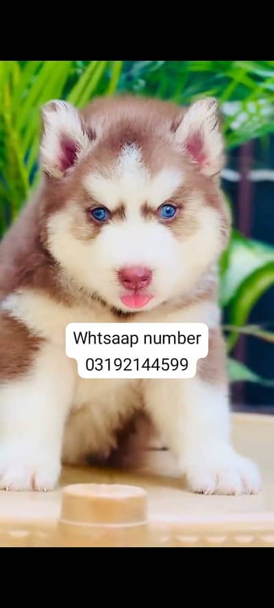 Siberian husky fore sale