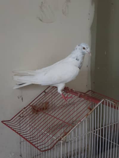 pigen