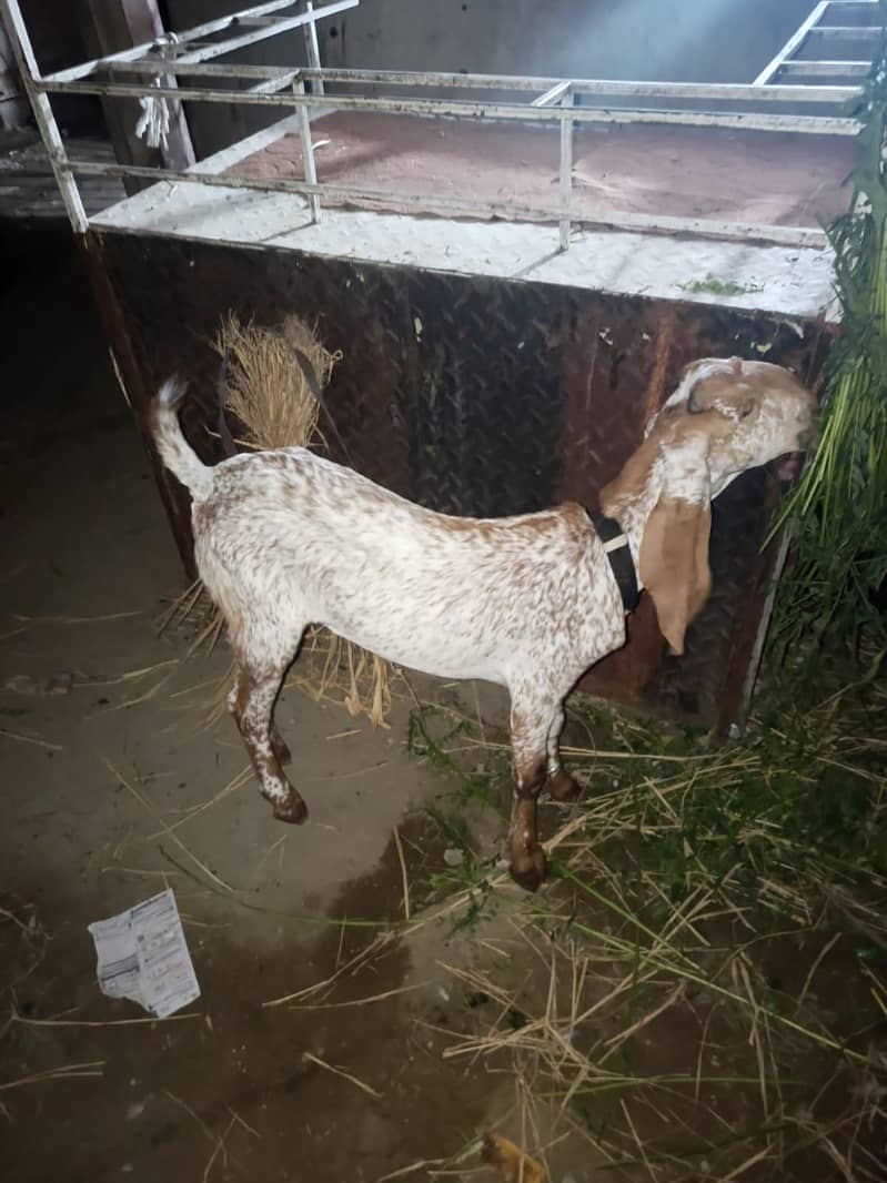 bakri 0