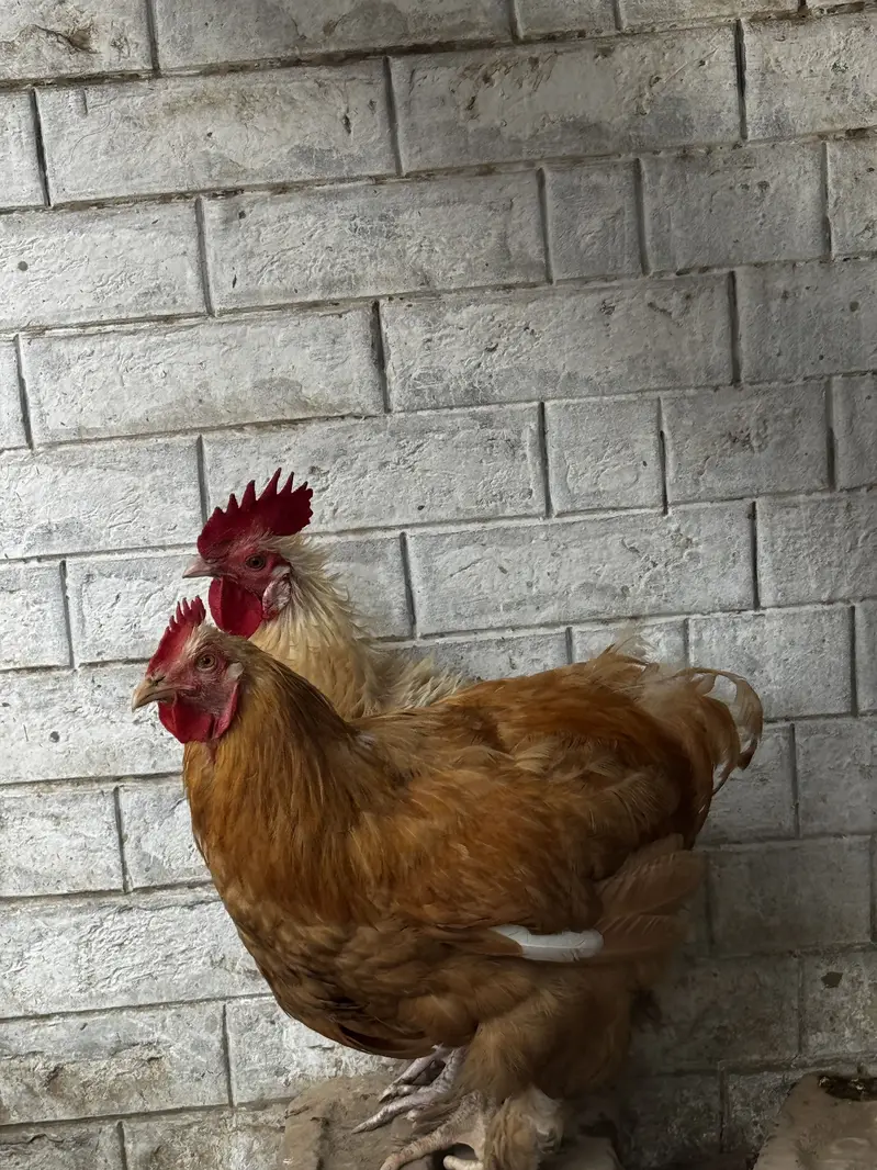 Golden Buff / Frizzle — photo 2