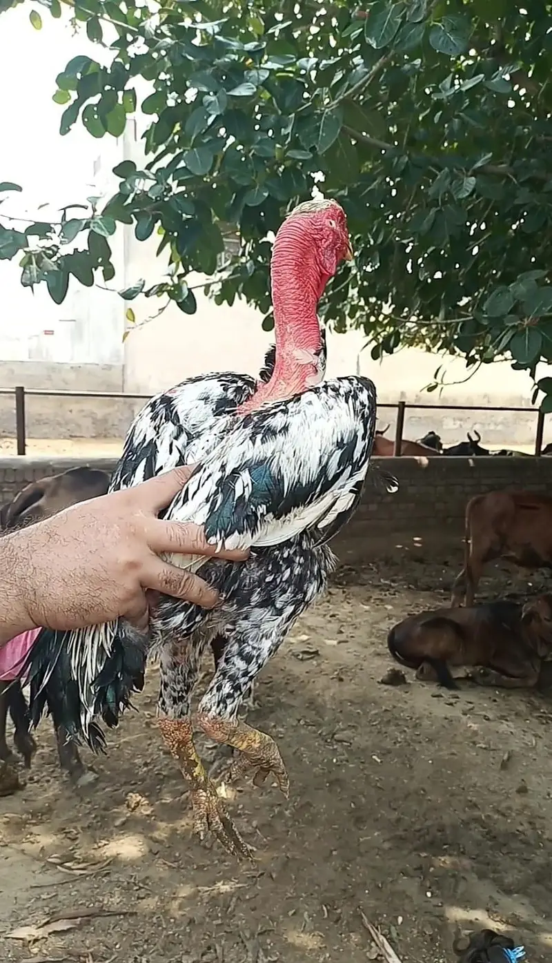 pakistani or ganoi aseel pathy — photo 2