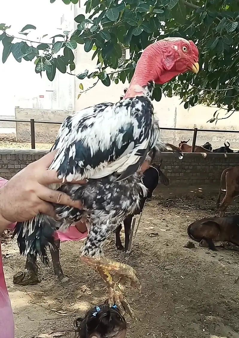 pakistani or ganoi aseel pathy — photo 3